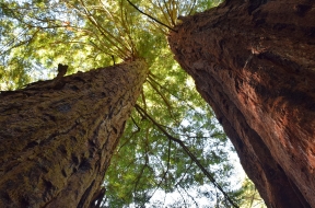 Alpine Lake and Redwoods hike