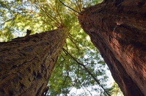 Alpine Lake and Redwoods hike