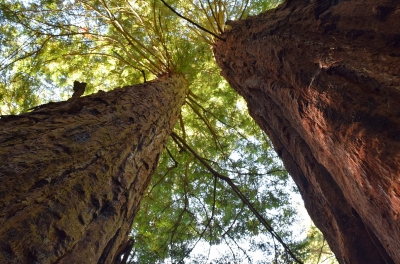 Alpine Lake and Redwoods hike