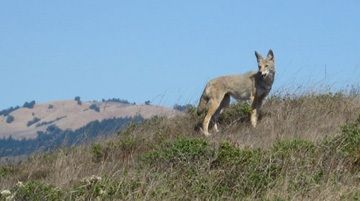 Outdoorsie - Begining/Intermediate/Advanced Trail Running Basics: Marin Headlands