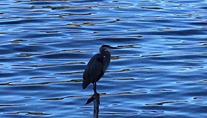 Outdoorsie - Bon Tempe and Lagunitas Lakes and Redwoods