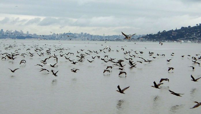 Stand Up Paddle the Historic Sausalito Houseboats from Outdoorsie