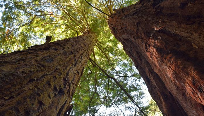Mt. Tam Views and Redwoods hike from Outdoorsie