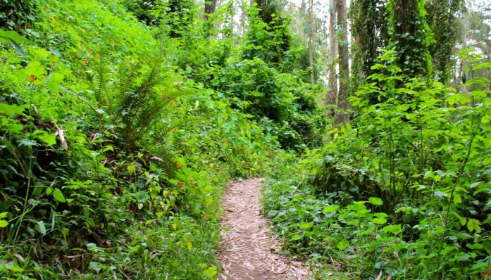 Outdoorsie - Urban Jungles and City Heights